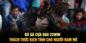 Đá Gà Cựa Dao 23Win - Thách Thức Kịch Tính Cho Người Đam Mê